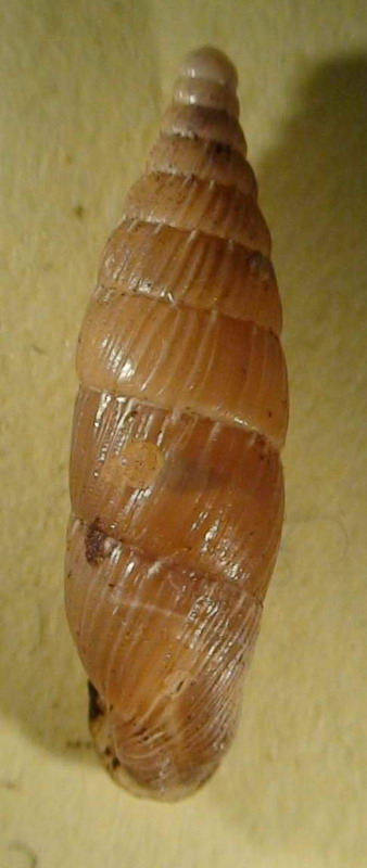 Variazione intraspecifica in Siciliaria gibbula